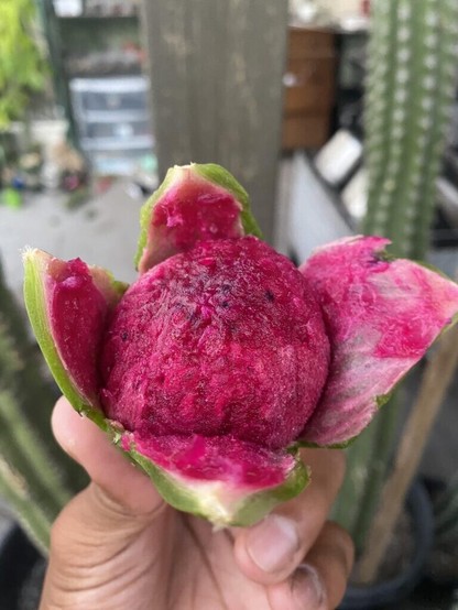 Pink Pitaya Produced in Orange County, Ca (Stenocereus Stellatus)