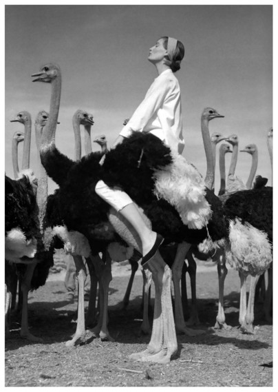 A black and white photo of a herd (flock) of ostriches, with a woman wearing a headband riding on top of one of them.