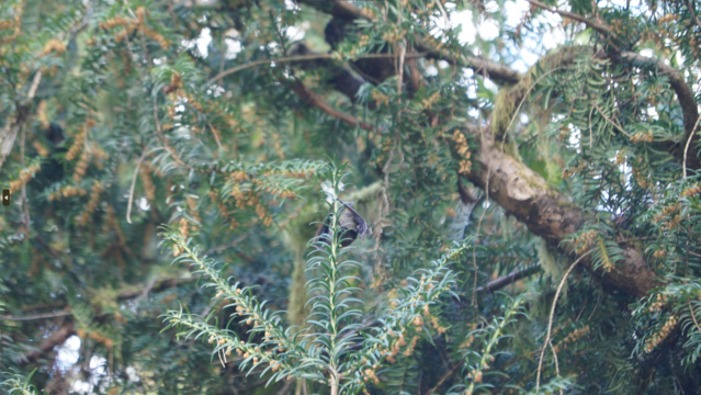 photo of a small bat hanging upside down on a conifer branch with a forest in the background