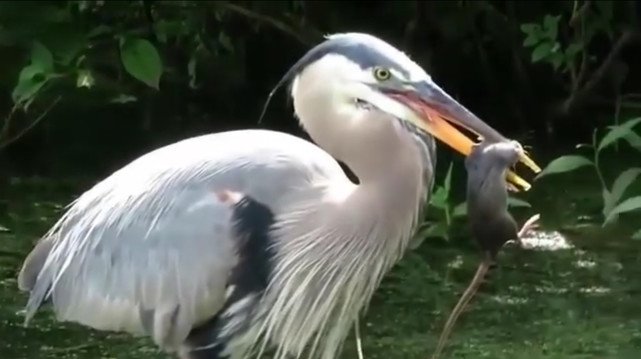 A great blue heron holding a big rat in its beak in what looks to be a pond