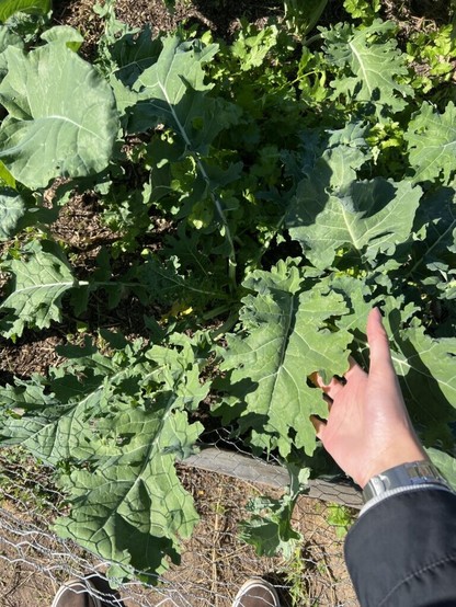 Is this kale ready to harvest even though there hasn’t been a frost yet?