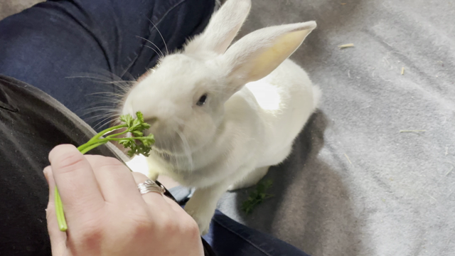 White rabbit eating parsley from the hand of her human.