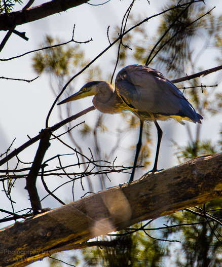 Great Blue Heron at the Riverwood Conservancy - Culham Trail, Credit River Valley. Mississauga, Ontario. 

Photos by Douglas @DarkWaterPhotos @DarkWaterPhotoMedia