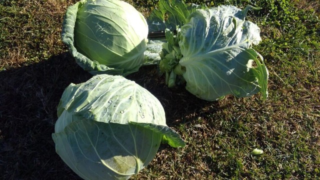 Cabbage-er-ing Picked these just before the hard freeze. Upstate South Cackalacky.