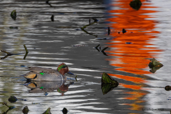 A male Green-winged Teal with a bright red band of reflected, late afternoon sunlight in the pond water ahead of it.