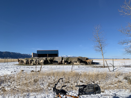 A herd of alpaca gleefully pillaging a dozen round bales of hay in a snow covered pasture. The Beartooth Mountains peek over the horizon and an orange bicycle on a gravel road is in the foreground.