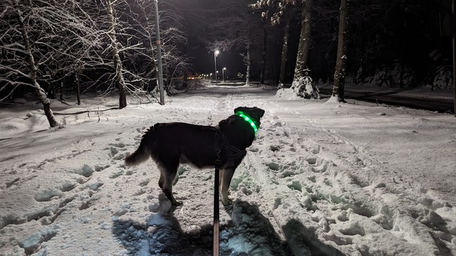 Ein kleiner schwarzer Hund mit grünem Leuchthalband steht auf dem nicht geräumten Fuß- und Radweg. Es ist früh am Morgen und noch dunkel, Straßenlaternen erhellen den Weg.