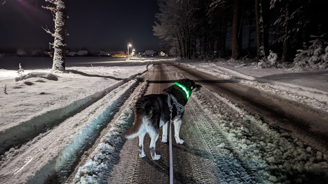 Ein kleiner schwarzer Hund mit grünem Leuchthalband steht auf einer Dorfstraße. Die Spuren sind vereist. Es ist früh am Morgen und noch dunkel, Straßenlaternen erhellen den Weg.