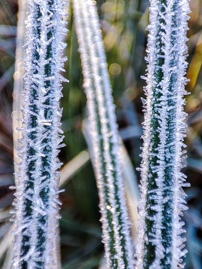Macro shot of frost crystals on leaves