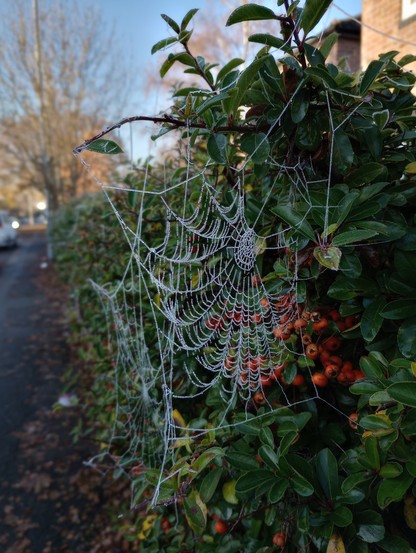 A hedge with green leaves and red berries strewn with spider webs covered in frost