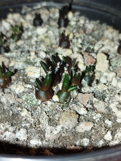 Ariocarpus retusus babies update