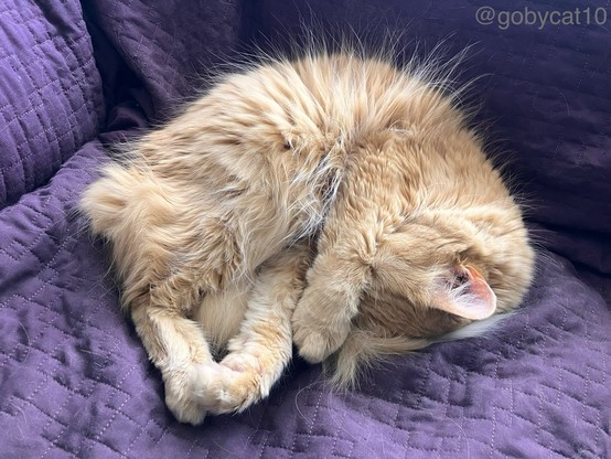 Goby, a fluffy ginger cat, curled up in a ball on a purple blanket. His fur has some static. His right paw is over his eyes.