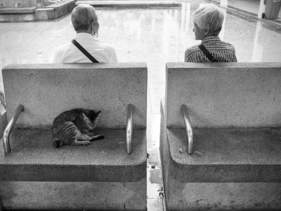 black and white photo of a neighborhood cat on a bench, and an elderly couple seated on the other side with back facing the viewer.
