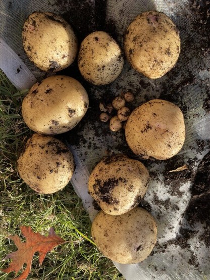 Potato Harvest! SE Virginia