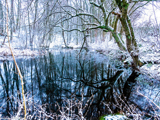 Photography of an old pond surrounded by snow covered trees. The lower half shows the reflections of the trees in blue water. To the right, a willow hangs above the pond. The foreground shows frost covered twigs and nettles. The background consists of young trees and reeds, all covered in snow.