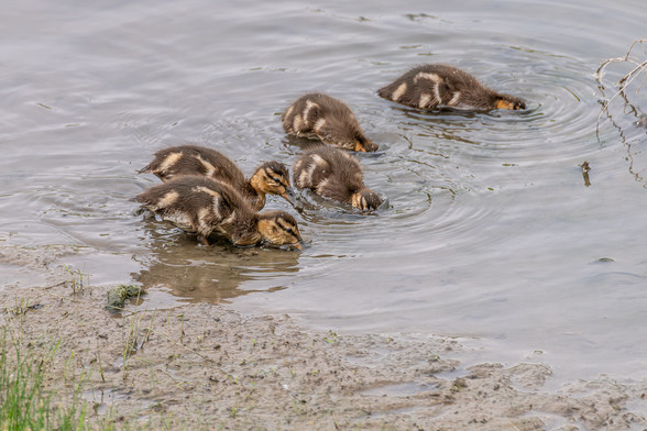 Image of a group of five mallard ducklings dipping their heads in clear water with a muddy bottom looking for water plants and algae near a muddy shore with bits of green grass. The three ducklings in the background have their heads submerged while one in the foreground has its bill dipped in the water and the other has its head raised with a large lump of mud on the end of its bill. Mallard ducklings have brown body feathers with lighter yellow-brown markings, a yellow-brown head with a brown mask across their face and eyes, a brown cap on top of its head, brown bills, and brown legs and webbed feet.