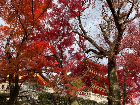 Pagoda area of Kiyomizudera behind maple trees