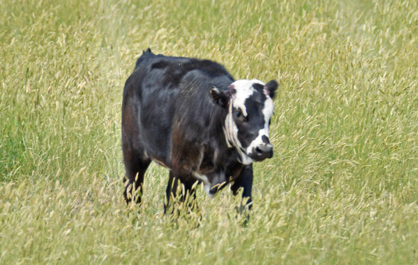Odd marked face on a black longhorn calf