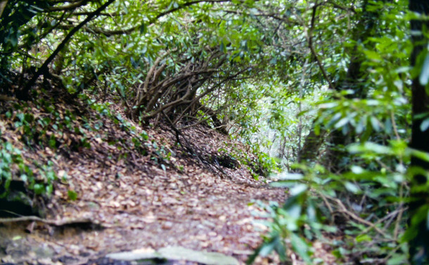The trail is following a wide path through a thicket of rhododendron trees on both sides. At the top their branches grow over the trail and intertwine, creating a rounded tunnel with 10 or 12 feet clearance.