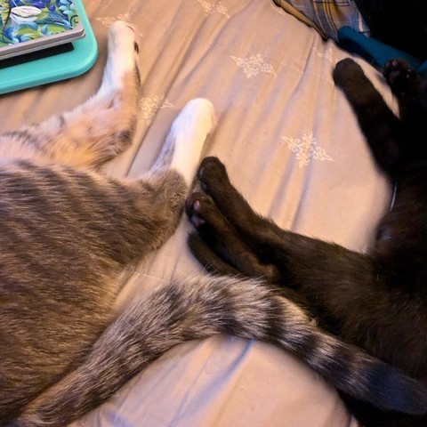 Photo shows a bed cover and the rear legs of two very different cats, one a small black leg, the other a large and fluffy tabby and white leg.