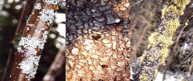 Triptych of close ups on tree bark. The left one shows grey lichen on what appears to be a cherry tree trunk. The center one is pine tree bark. The right one shows yellowed moss and grey lichen on a dead tree trunk. The three images are not quite on focus and the photographer was a little frustrated that day because she was unable to achieve a good quality image with the camera she had on hand.