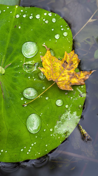a yellow maple leaf fell on a lotus leaf that had raindrops pooled on it