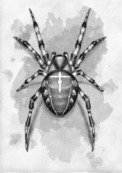 A big spider with a cross shaped marking on its abdomen and striped legs. The style is greyscale and looks paintely with inked lines.
