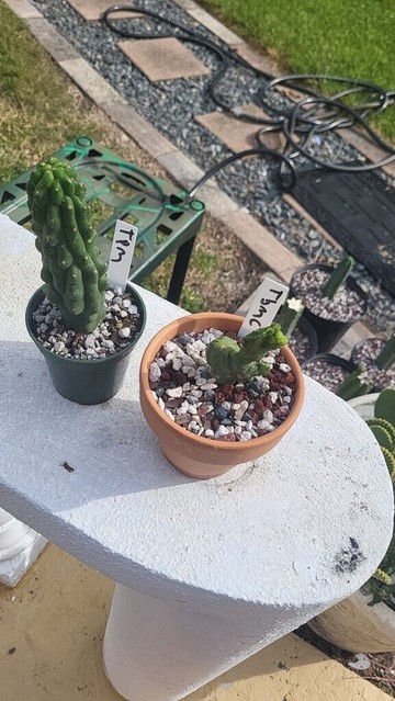 I feel like sharing my cacti collection i started Jan last year