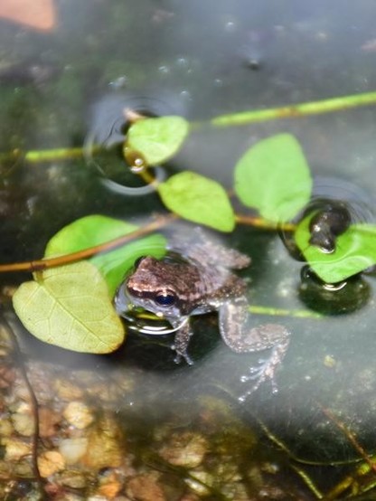 A picture of Mannophryne olmonae
More info and attribution: https://commons.wikimedia.org/wiki/File:Aromobatidae%20Mannophryne%20olmonae%201.jpg