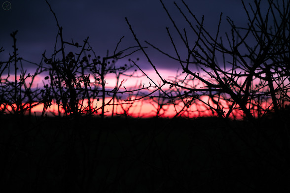 Sunset through a silhouette of a hedge