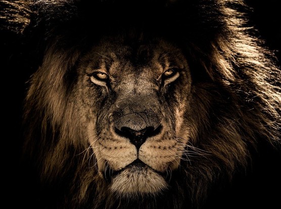 Une belle photo de tête de lion, un vieux mâle, dans une image peu éclairée
