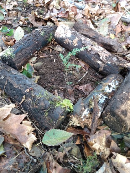 Tiny hemlock tree seedling surrounded by small logs.