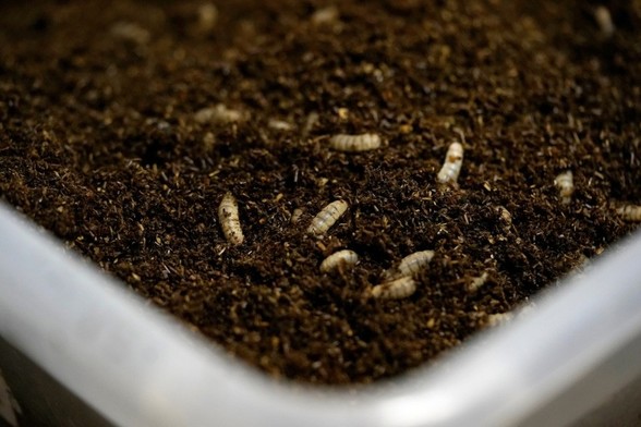 Picture of flies in manure - scientists are examining fliesâ€™ value as a potential ingredient in livestock, poultry and aquaculture feed.