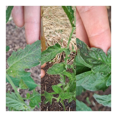 Hi, can anyone identify this disease? It starts out as a black discoloration of the leaves. The plant gets stunted and dies. What can I do to cure this, or at least stop the spread? By the end of the season this kills even the healthy and resistant plants off before their time