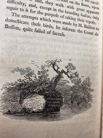 A Bewick woodcut, occasional tailpiece, showing a tree growing from a rock in a riverway and a Latin motto.