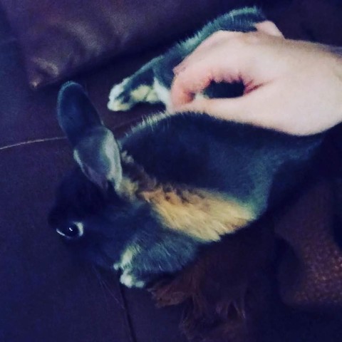 A tiny Lua being petted