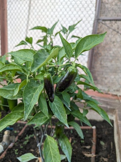 Some Jalapeno peppers & stems turning purple (9b zone California)