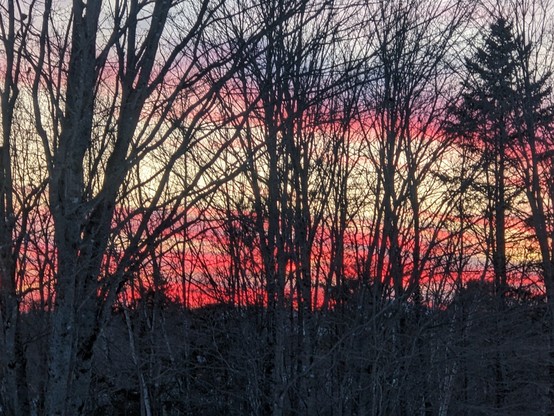 Landscape photo of leafless trees in black silhouette against stripes of deep rose-color sunset clouds