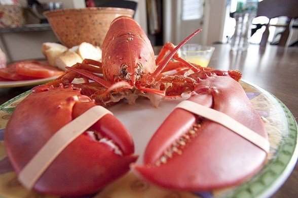 work we don't notice: photograph of a bright red cooked lobster with bands around its claws, sitting on a plate on a dining table. Image attribution: Flickr user subinev