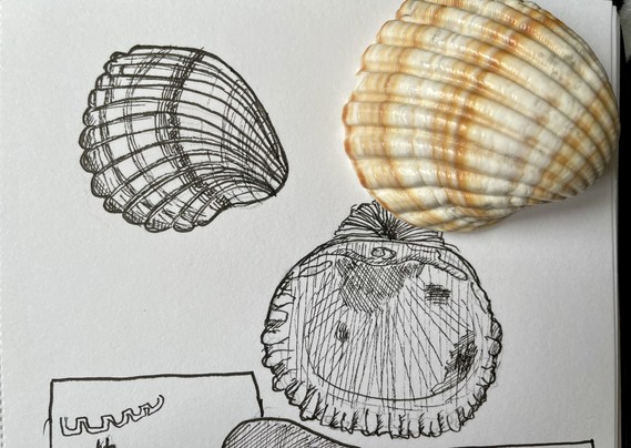 Seite aus meinem Skizzenbuch: Tintenzeichnung einer Muschelschale, aussen- und Innenansicht.