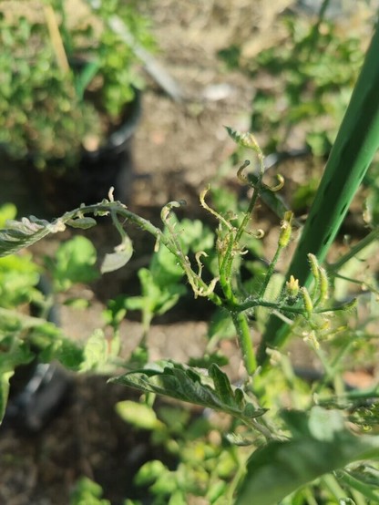 Any way to salvage these cherry tomatoes?
