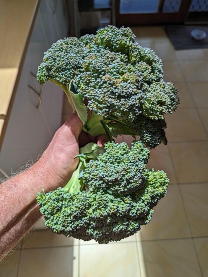 My Broccoli game is strong this year! (Usually I suck at growing brassicas). Southern Hemisphere.