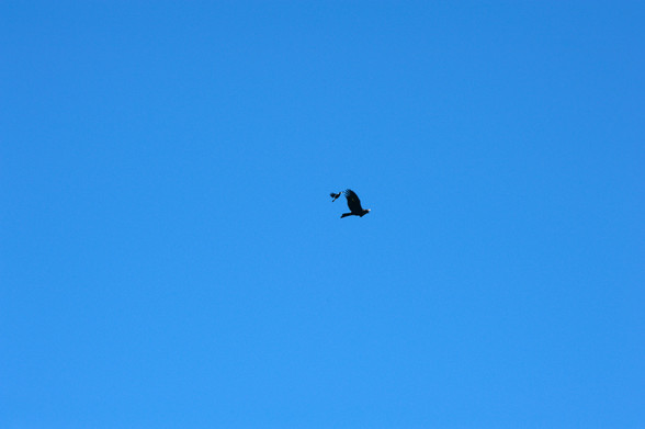 Magpie, Wedge Tail Eagle, battle, battle in flight, David And Goliath, blue sky, high in the sky,