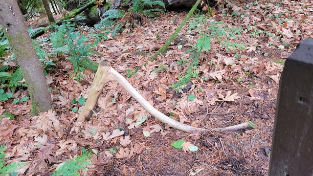 Photo of a large branch shaped like a wishbone against a backdrop of autumn leaves on the ground