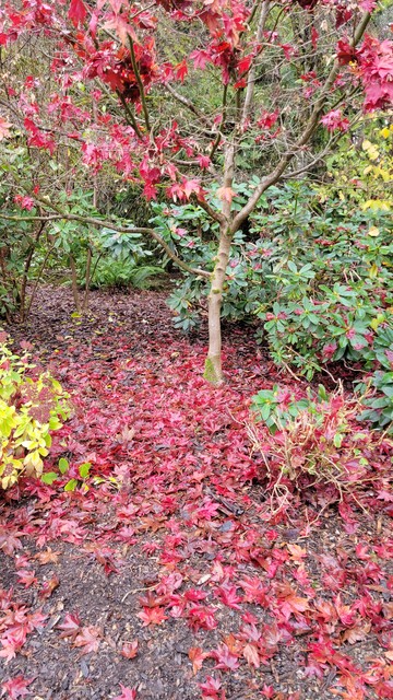 Photo of a Japanese maple with bright red leaves. Some carpet the ground, some still cling to branches that have mostly lost their leaves.