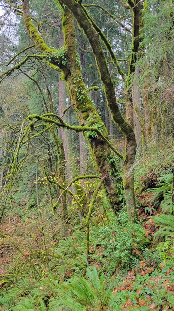 Photo of a tree trunk covered in moss with baby ferns growing out of the moss of the length of the trunk.