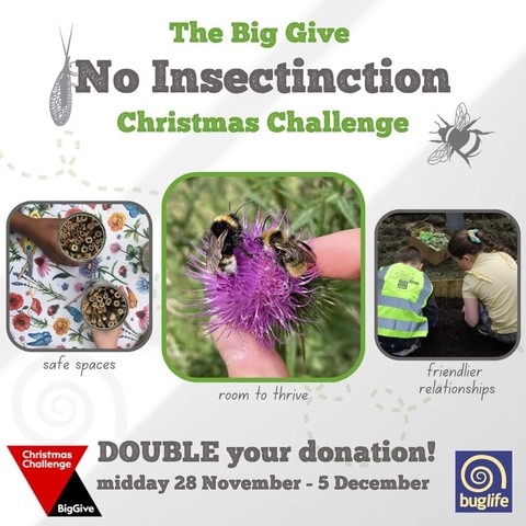 TEXT READS: The Big Give No Insectinction Christmas Challenge.  Double your donation!  Midday 28 November - 5 December

Supported by three images depicting the Buglife No Insectinction campaign objectives: safe spaces (children's hands with freshly created bug hotels), room to thrive (two bees on a flower) and friendlier relationships (two children creating a wildlife garden) with insects, and all other invertebrates.