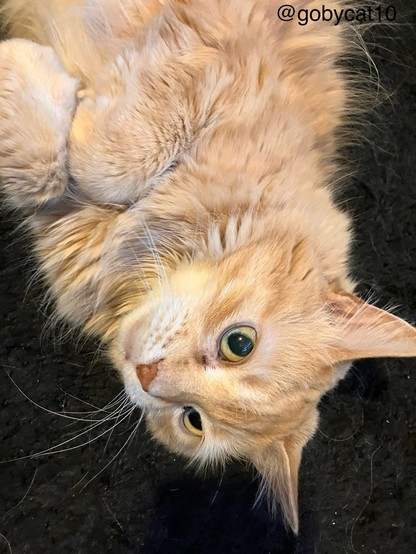 Goby, a fluffy ginger cat, lying upside down on a black shag carpet holding his paws in a bunny position and showing the top of his torso. His eyes are open and he is looking at the camera.