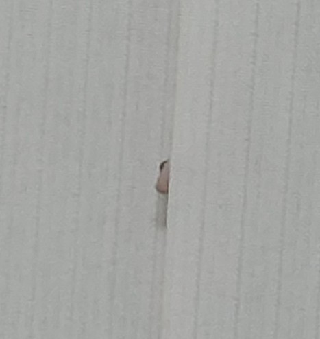 A tiny gecko pokes its head out from between the curtain blinds.