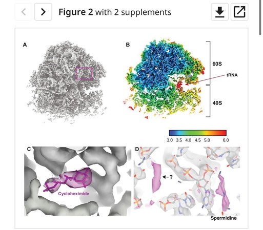 screen cap of figure two from the linked paper.

Shows a grey scale isosurface representing an e. coli ribosome, with callout box showing the cycloheximide molecule detected using the technique described in the paper.